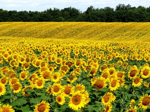 Подсолнечник