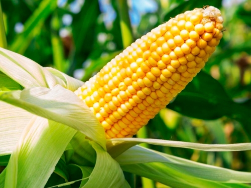 Кукуруза