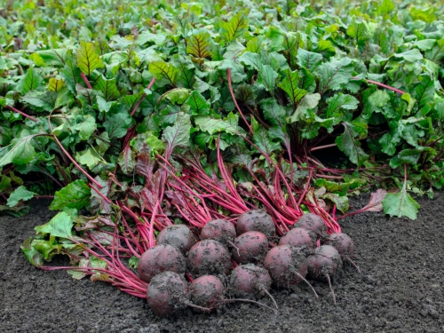 Сахарная свекла