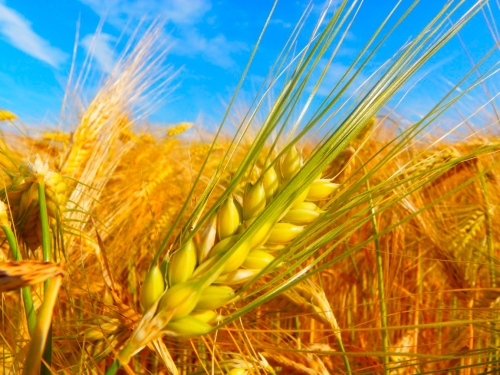 Пшеница